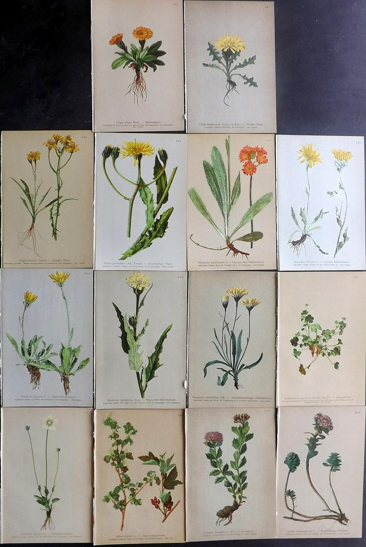 Hartinger, Anton 1897 Lot of 14 Botanical Prints: Chromolithographs Published 1897, Vienna for "Atlas der Alpenflora" by Anton Hartinger. Paper Size: 7.5 x 5 inch (19 x 13cm) Good Condition