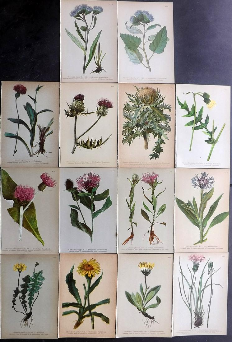 Hartinger, Anton 1897 Lot of 14 Botanical Prints (1 of 2)
