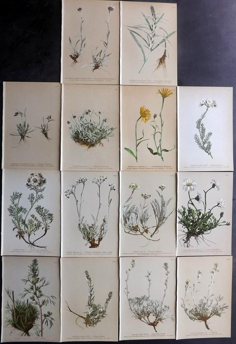 Hartinger, Anton 1897 Lot of 14 Botanical Prints: Chromolithographs Published 1897, Vienna for "Atlas der Alpenflora" by Anton Hartinger. Paper Size: 7.5 x 5 inch (19 x 13cm) Good Condition