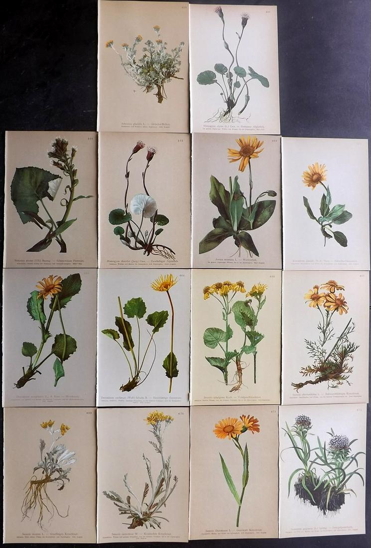 Hartinger, Anton 1897 Lot of 14 Botanical Prints: Chromolithographs Published 1897, Vienna for "Atlas der Alpenflora" by Anton Hartinger. Paper Size: 7.5 x 5 inch (19 x 13cm) Good Condition
