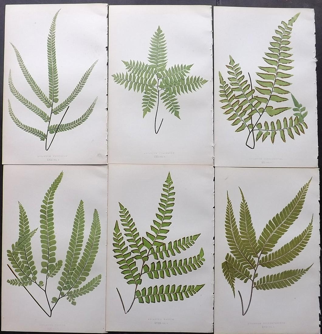 Lowe, Edward 1856 Lot of 6 Antique Fern Prints (1 of 2)