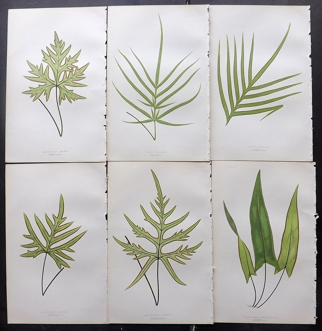 Lowe, Edward 1856 Lot of 6 Antique Fern Prints: Woodblocks Published 1856-60 by Groombridge and Sons, London for "Ferns: British and Exotic" by Edward Lowe. Illustrated by A.F. Lydon. Printed by Benjamin Fawcett. Paper Size: 10 x 6 inch (25 x 15cm)