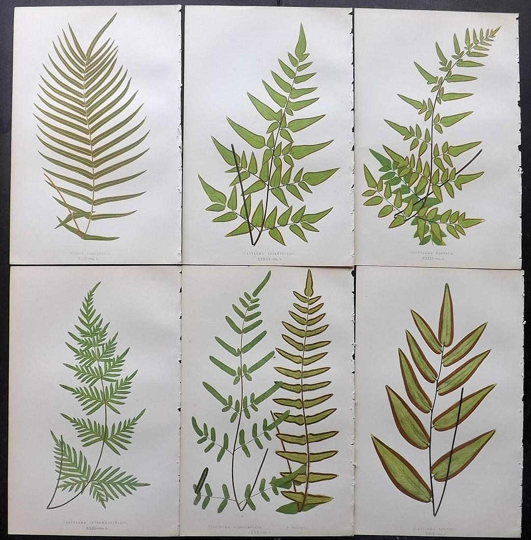 Lowe, Edward 1856 Lot of 6 Antique Fern Prints: Woodblocks Published 1856-60 by Groombridge and Sons, London for "Ferns: British and Exotic" by Edward Lowe. Illustrated by A.F. Lydon. Printed by Benjamin Fawcett. Paper Size: 10 x 6 inch (25 x 15cm)