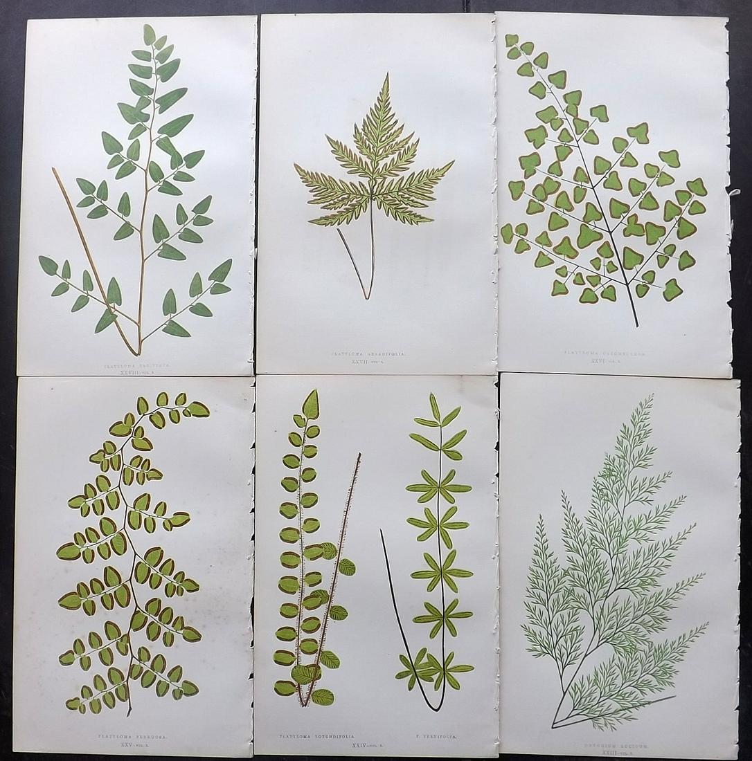 Lowe, Edward 1856 Lot of 6 Antique Fern Prints: Woodblocks Published 1856-60 by Groombridge and Sons, London for "Ferns: British and Exotic" by Edward Lowe. Illustrated by A.F. Lydon. Printed by Benjamin Fawcett. Paper Size: 10 x 6 inch (25 x 15cm)