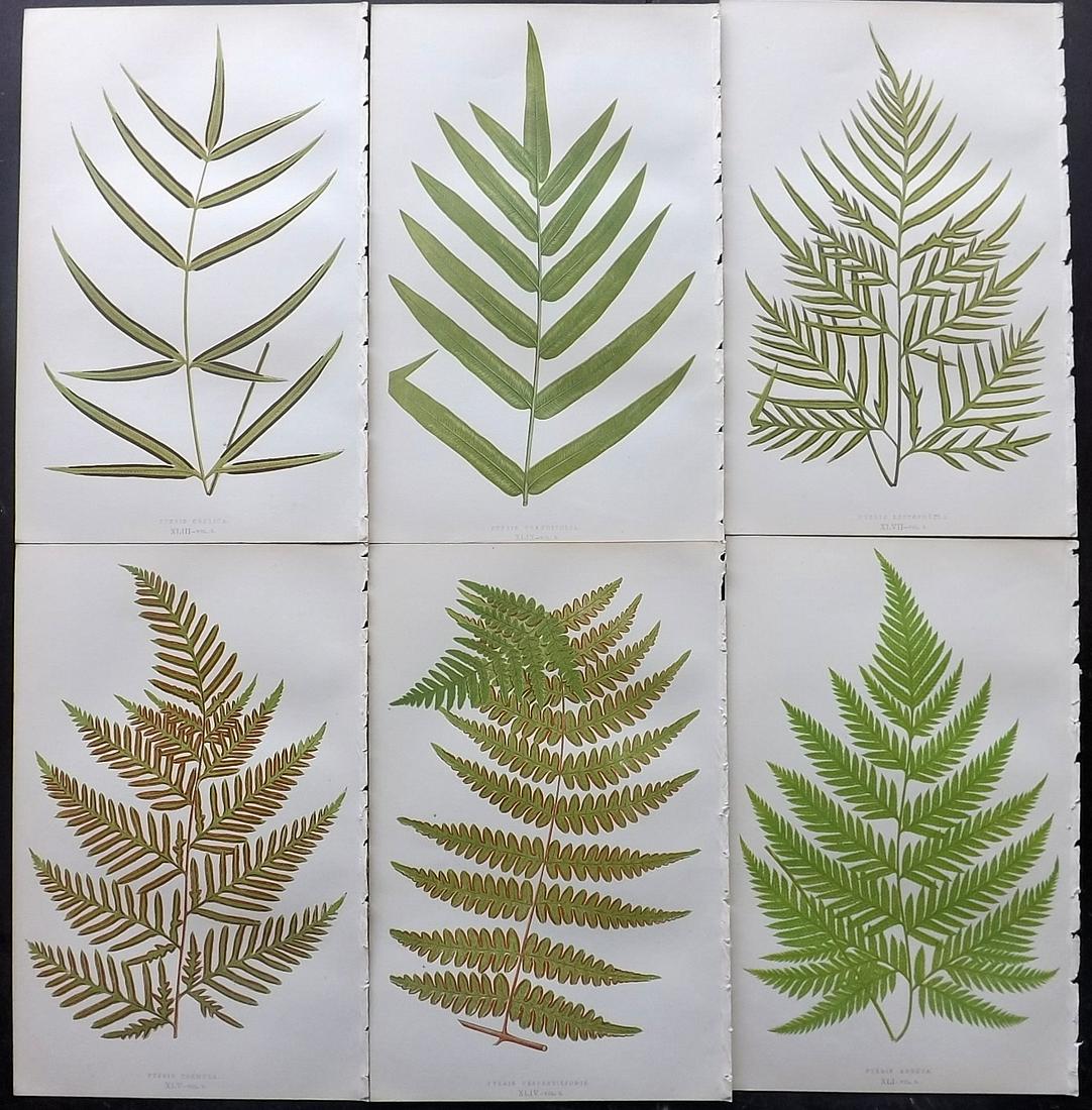Lowe, Edward 1856 Lot of 6 Antique Fern Prints: Woodblocks Published 1856-60 by Groombridge and Sons, London for "Ferns: British and Exotic" by Edward Lowe. Illustrated by A.F. Lydon. Printed by Benjamin Fawcett. Paper Size: 10 x 6 inch (25 x 15cm)