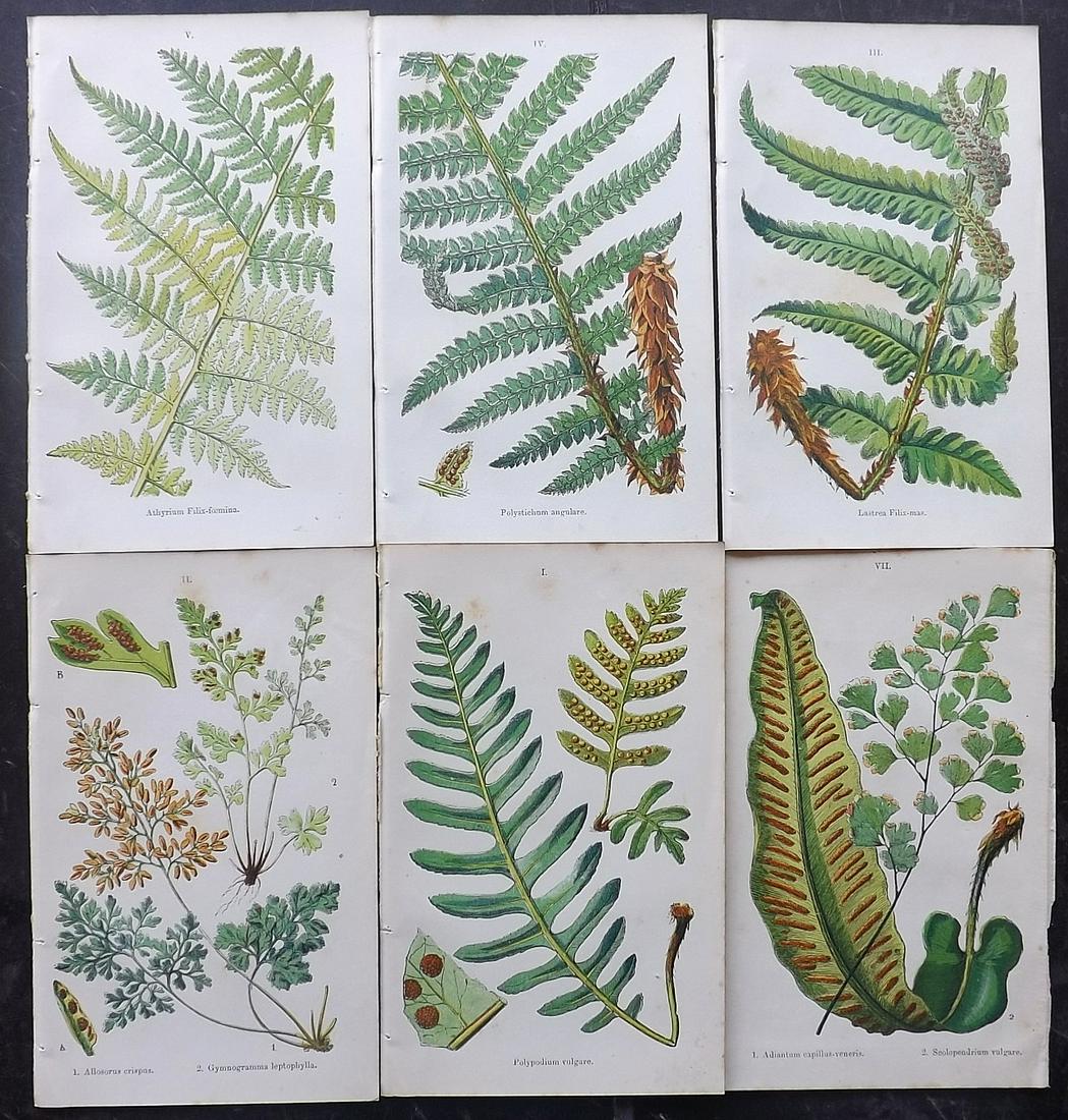Moore, Thomas C1860 Lot of 6 Antique Fern Prints: Color Printed Woodblocks Published C1860, London for "British Ferns and their Allies" by Thomas Moore. Paper Size: 6 x 4 inch (16 x 10cm) Some background tone spots, images fine