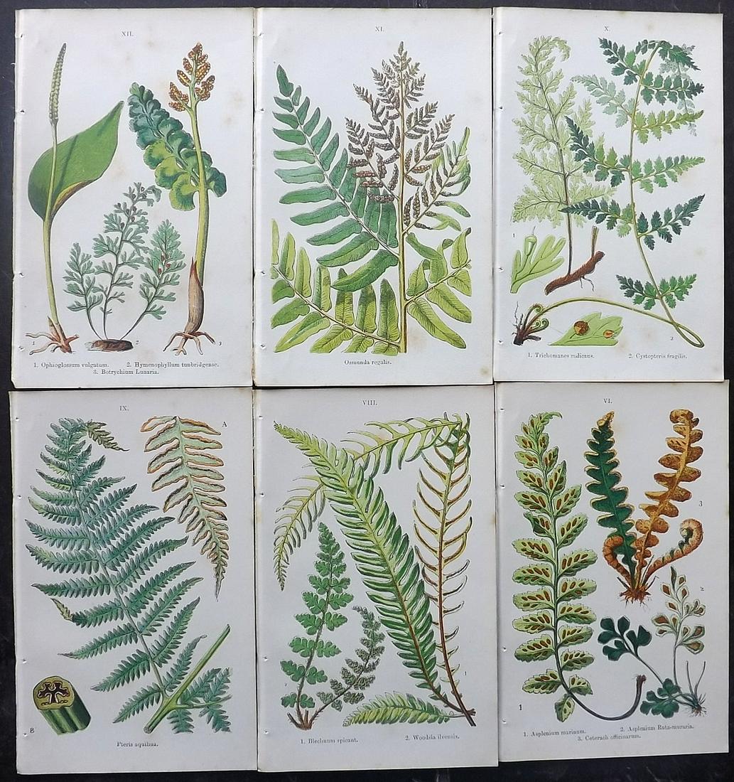 Moore, Thomas C1860 Lot of 6 Antique Fern Prints: Color Printed Woodblocks Published C1860, London for "British Ferns and their Allies" by Thomas Moore. Paper Size: 6 x 4 inch (16 x 10cm) Some background tone spots, images fine