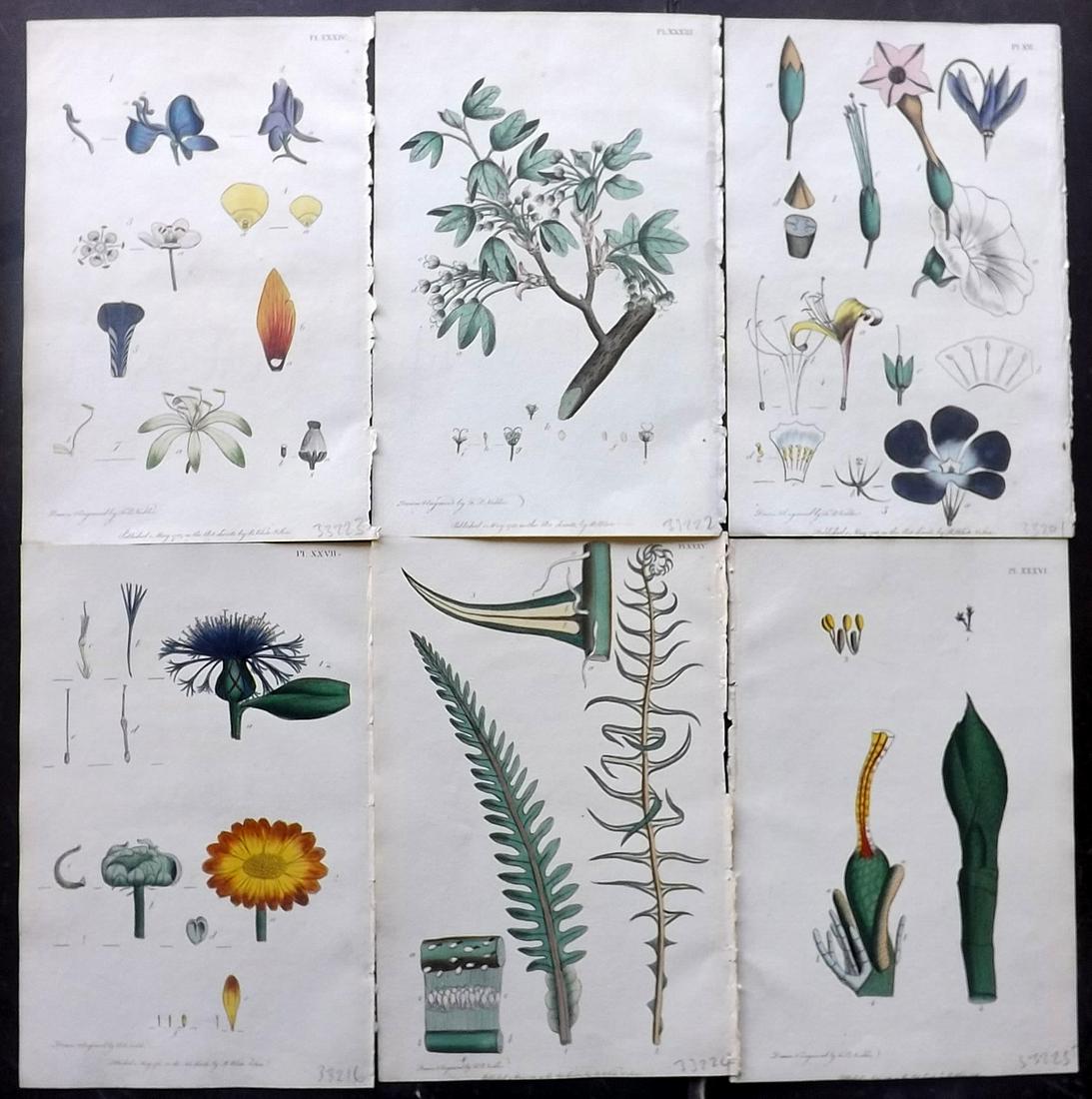 Nodder & Martyn 1817 Lot of 6 HCol Botanical Prints: Hand Colored Copper Plate Published 1817, London for "Thirty-eight Plates, with Explanations, Intended to Illustrate Linnaeus's System of Vegetables" by Thomas Martyn. Drawn & Engraved by Frederick Po