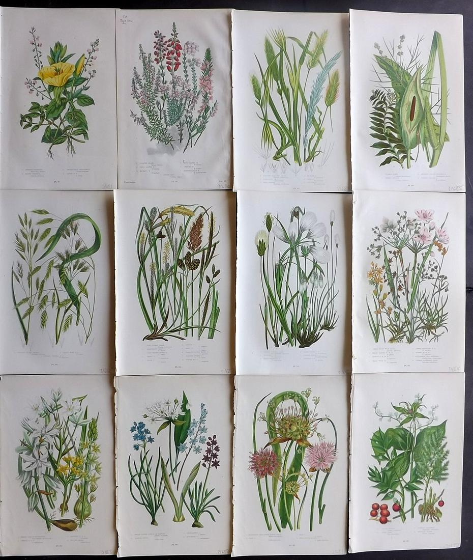 Pratt, Anne 1899 Lot of 12 Botanical Prints: Chromolithographs Published 1899 by Frederick Warne & Co, London for "The Flowering Plants, Grasses, Sedges & Ferns of Great Britain" by Anne Pratt. Paper Size: 9 x 5.5 inch (23 x 14cm) Good Condition