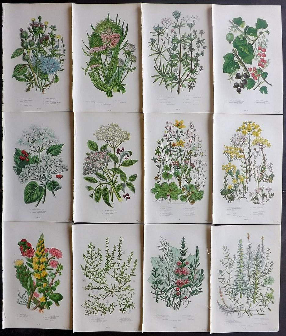 Pratt, Anne 1899 Lot of 12 Botanical Prints: Chromolithographs Published 1899 by Frederick Warne & Co, London for "The Flowering Plants, Grasses, Sedges & Ferns of Great Britain" by Anne Pratt. Paper Size: 9 x 5.5 inch (23 x 14cm) Good Condition