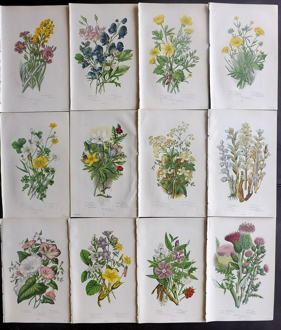 Pratt, Anne 1899 Lot of 12 Botanical Prints: Chromolithographs Published 1899 by Frederick Warne & Co, London for "The Flowering Plants, Grasses, Sedges & Ferns of Great Britain" by Anne Pratt. Paper Size: 9 x 5.5 inch (23 x 14cm) Good Condition