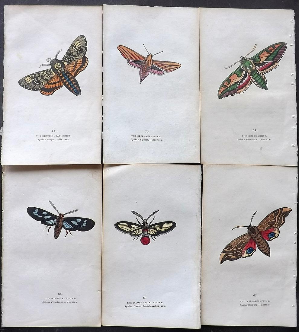 Brown, Captain 1834 Lot of 6 Hand Col Moth Prints: Hand Coloured Lithographs Published 1834, London for "The Book of Butterflies, Sphinges, and Moths" by Captain Thomas Brown. Part of Constable's Miscellany Series. Paper Size: 5.5 x 3.5 inch (14 x 9cm