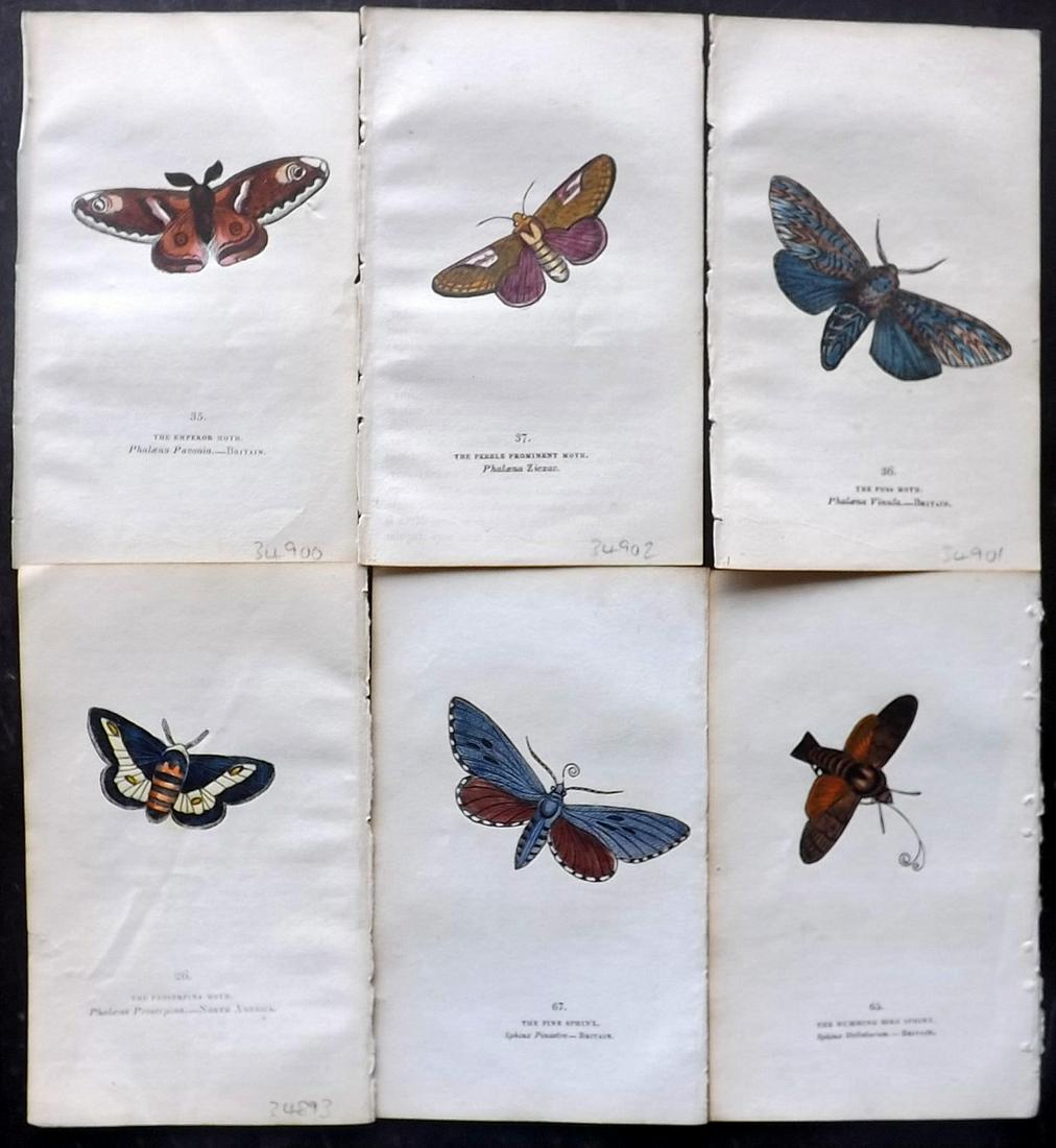Brown, Captain 1834 Lot of 6 Hand Col Moth Prints: Hand Coloured Lithographs Published 1834, London for "The Book of Butterflies, Sphinges, and Moths" by Captain Thomas Brown. Part of Constable's Miscellany Series. Paper Size: 5.5 x 3.5 inch (14 x 9cm
