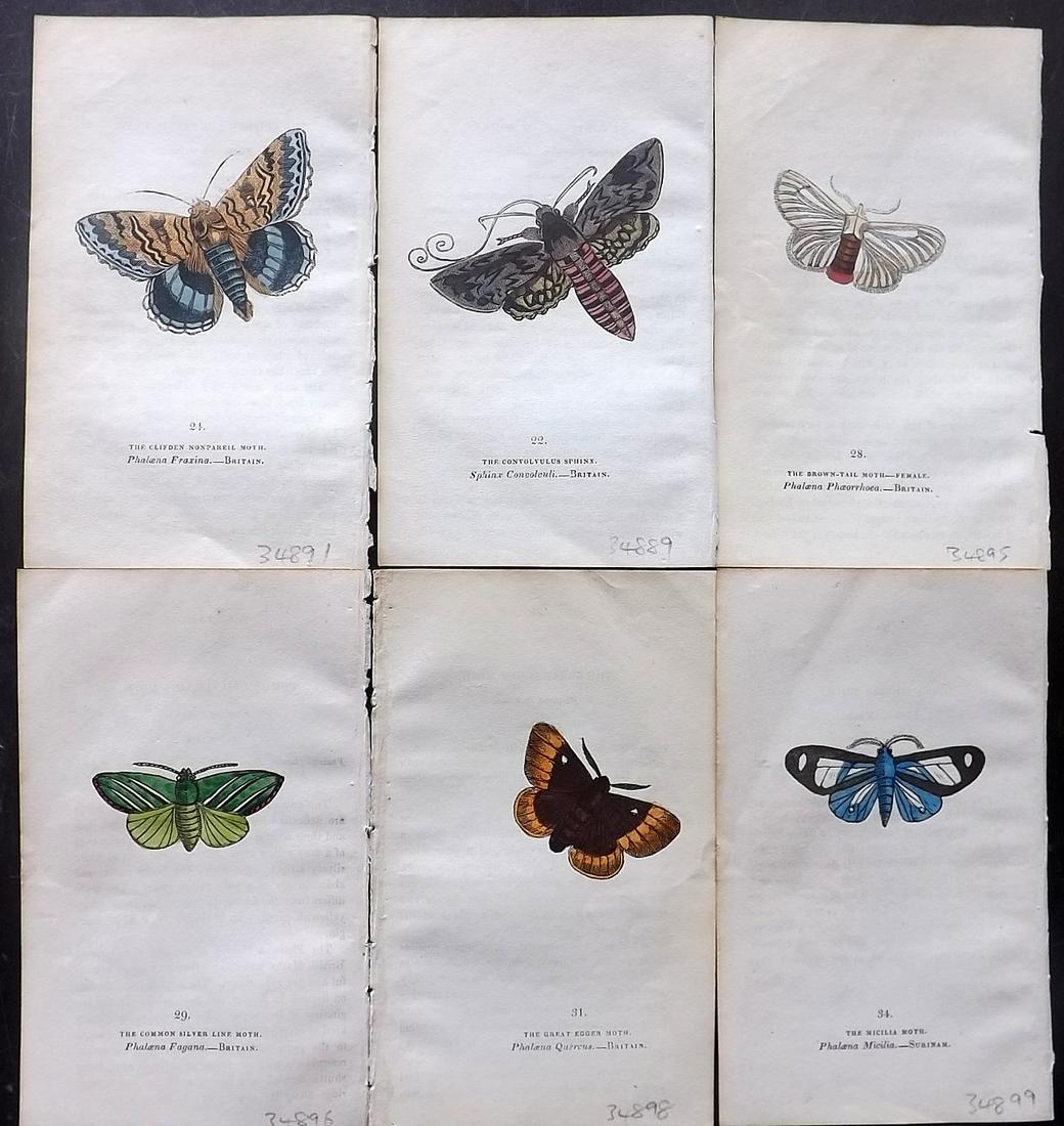 Brown, Captain 1834 Lot of 6 Hand Col Moth Prints: Hand Coloured Lithographs Published 1834, London for "The Book of Butterflies, Sphinges, and Moths" by Captain Thomas Brown. Part of Constable's Miscellany Series. Paper Size: 5.5 x 3.5 inch (14 x 9cm