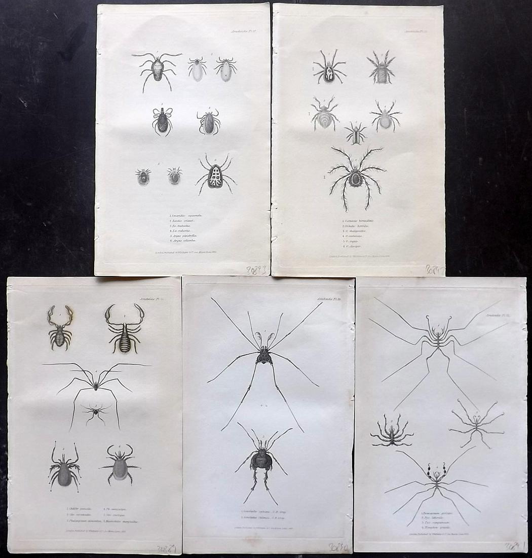 Cuvier, Baron C1830 Lot of 5 Spider Insect Prints (1 of 2)