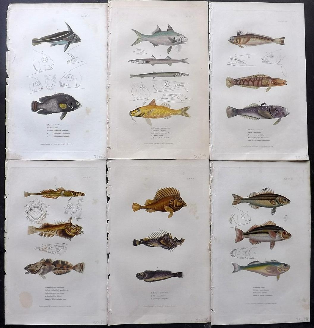 Cuvier, Baron C1830 Lot of 6 Hand Col Fish Prints (1 of 2)