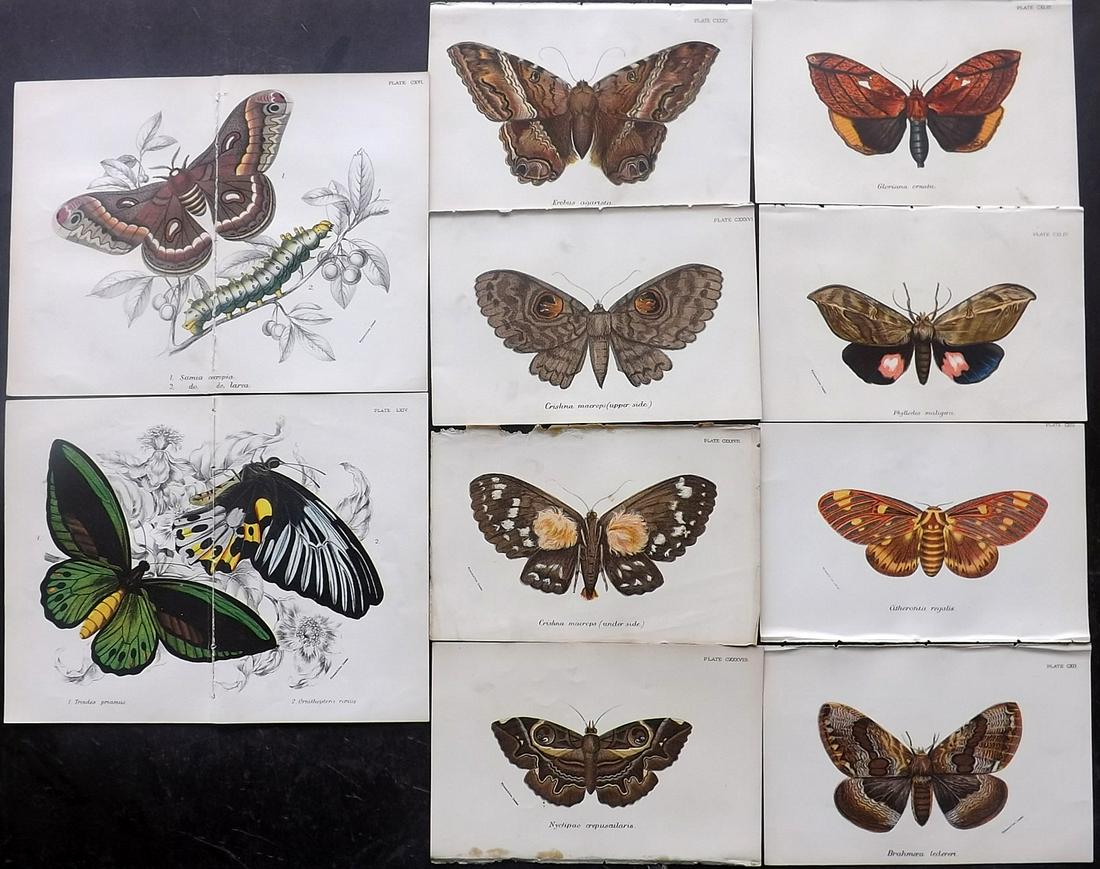 Lloyds's 1897 Lot of 10 Prints. Moths incl doubles (1 of 2)