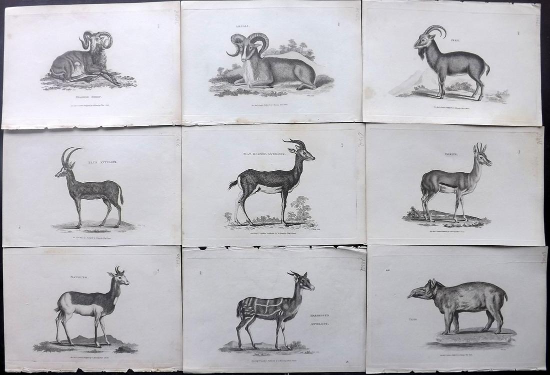 Shaw, George C1800s Lot of 9 Prints Ibex, Sheep, Tapir: Plus Antelopes. Copper Plates Published 1800-26 by G.Kearsley, London for "General Zoology or Systematic Natural History" by George Shaw. Paper Size: 9 x 6 inch (24 x 16.5cm) Good Condition overall