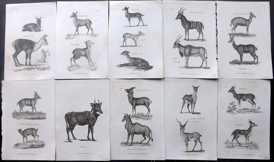 Shaw, George C1800s Lot of 10 Prints. Deer & Antelope (1 of 2)