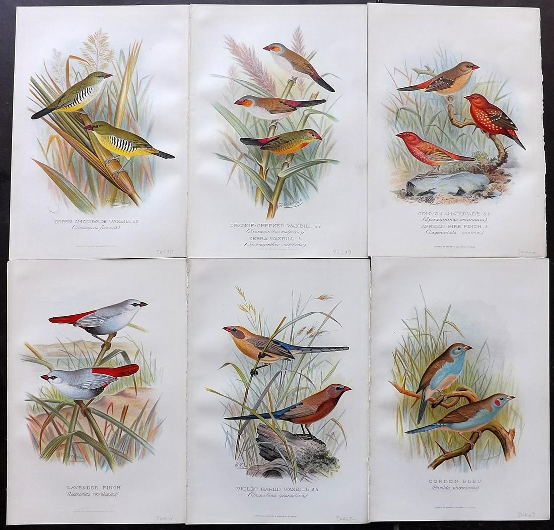 Butler & Frohawk 1904 Lot of 6 Bird Prints (1 of 2)