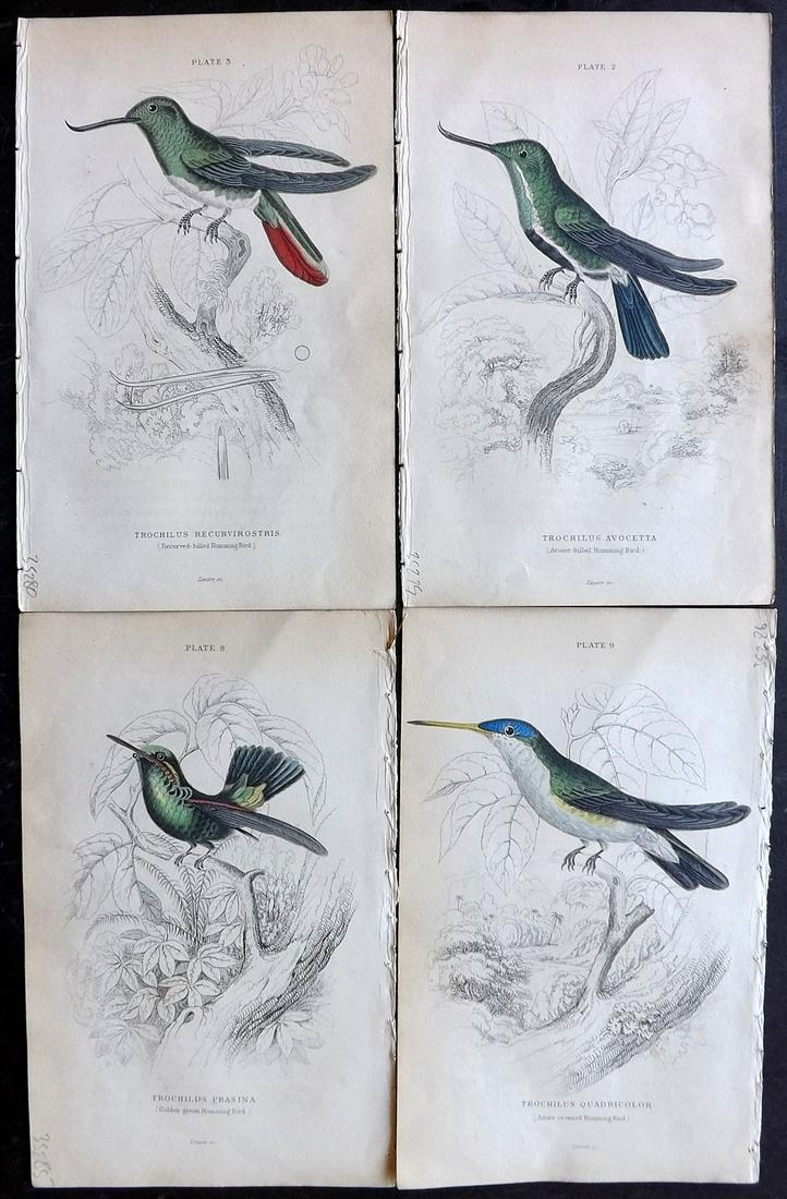 Jardine, William C1840 Lot of 4 HC Hummingbird Prints (1 of 2)
