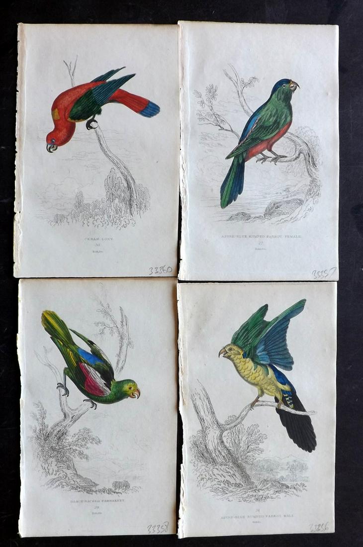 Lauder, Brown & Kidd 1833 Lot of 4 HCol Parrot Prints (1 of 2)