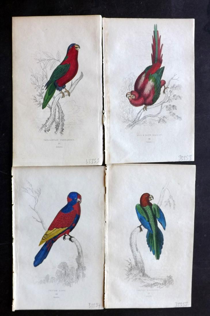 Lauder, Brown & Kidd 1833 Lot of 4 HCol Parrot Prints (1 of 2)
