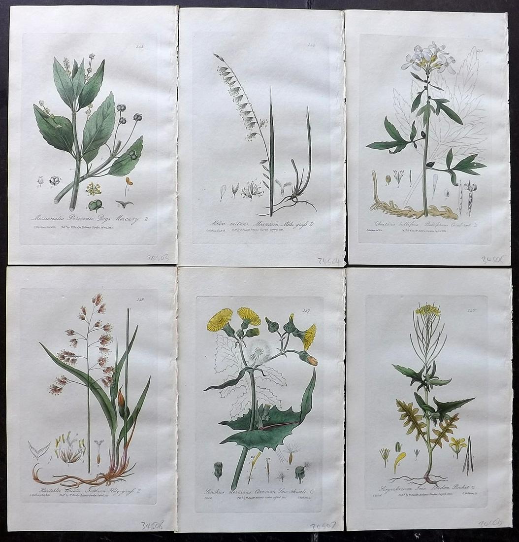 Baxter, William 1835 Lot of 6 HCol Botanical Prints: Hand Coloured Etchings Published 1834-43, Oxford for "British Phaenogamous Botany; or, Figures and Descriptions of British Flowering Plants" by William Baxter. Paper Size: 8.5 x 5.5 inch (22 x 14cm) G