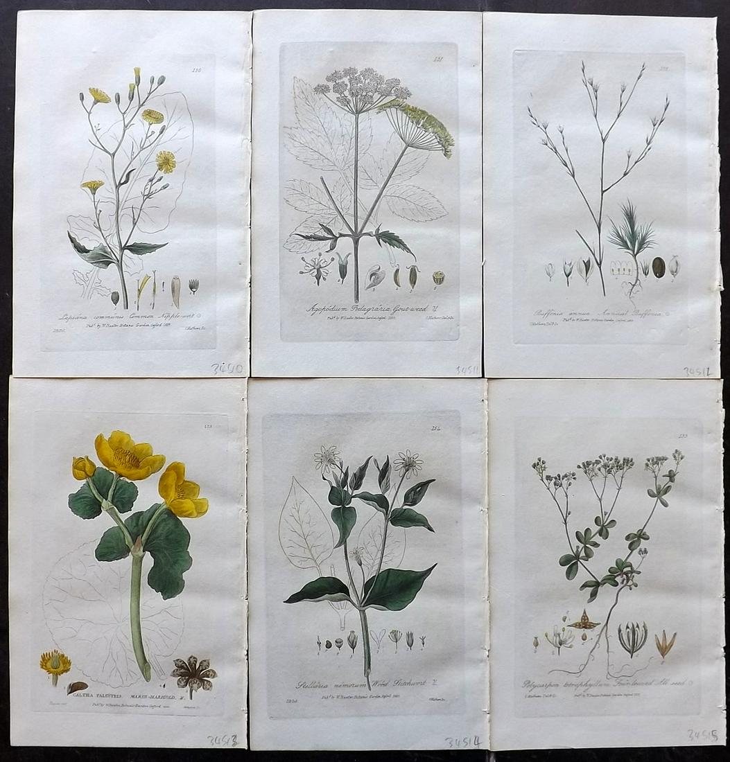 Baxter, William 1835 Lot of 6 HCol Botanical Prints: Hand Coloured Etchings Published 1834-43, Oxford for "British Phaenogamous Botany; or, Figures and Descriptions of British Flowering Plants" by William Baxter. Paper Size: 8.5 x 5.5 inch (22 x 14cm) G