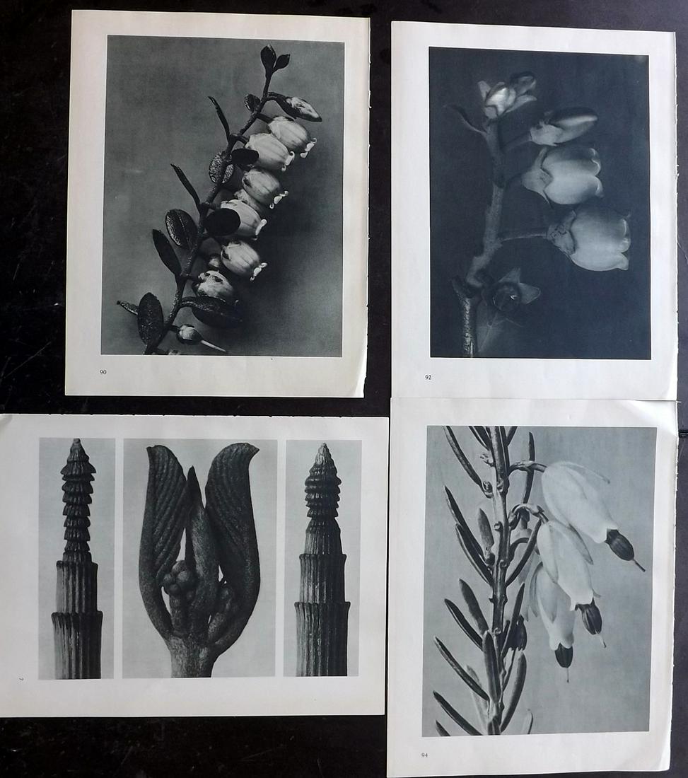 Blossfeldt, Karl 1936 Lot of 4 Botanical Prints: Photogravures Published 1936, Berlin for "Urformen der Kunst" by Karl Blossfeldt. Printed both sides, with no show through. Paper Size: 12.5 x 9.5 inch (32 x 24cm) Good Condition