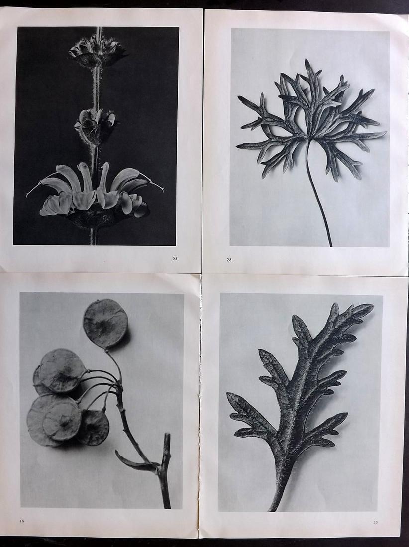 Blossfeldt, Karl 1936 Lot of 4 Botanical Prints (1 of 2)