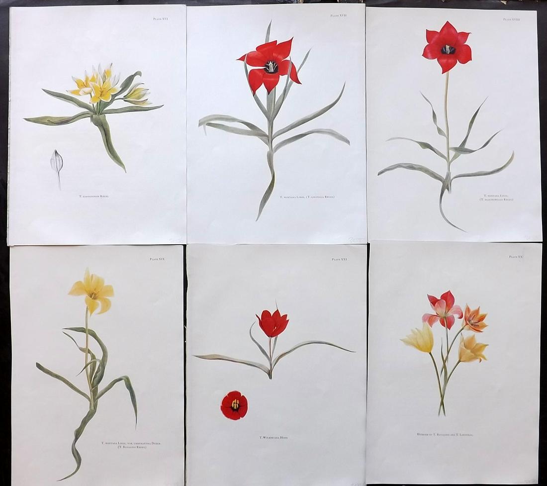 Dykes, William 1930 Lot of 6 Folio Tulip Prints (1 of 2)