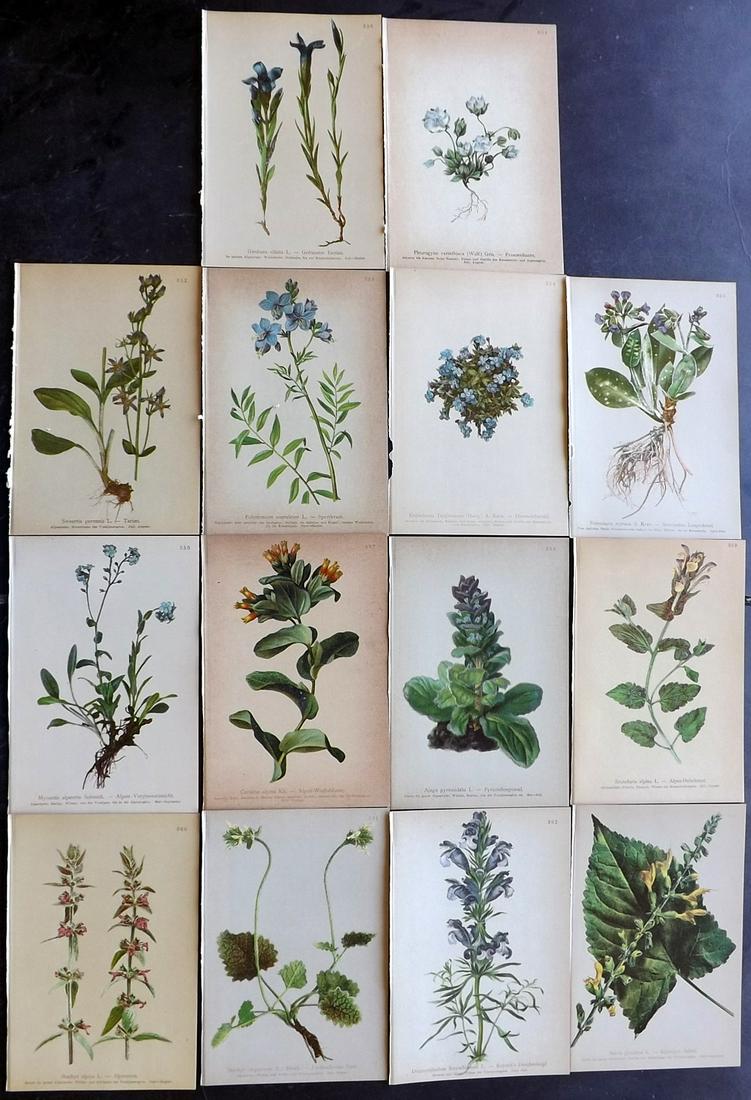 Hartinger, Anton 1897 Lot of 14 Botanical Prints: Chromolithographs Published 1897, Vienna for "Atlas der Alpenflora" by Anton Hartinger. Paper Size: 7.5 x 5 inch (19 x 13cm) Good Condition