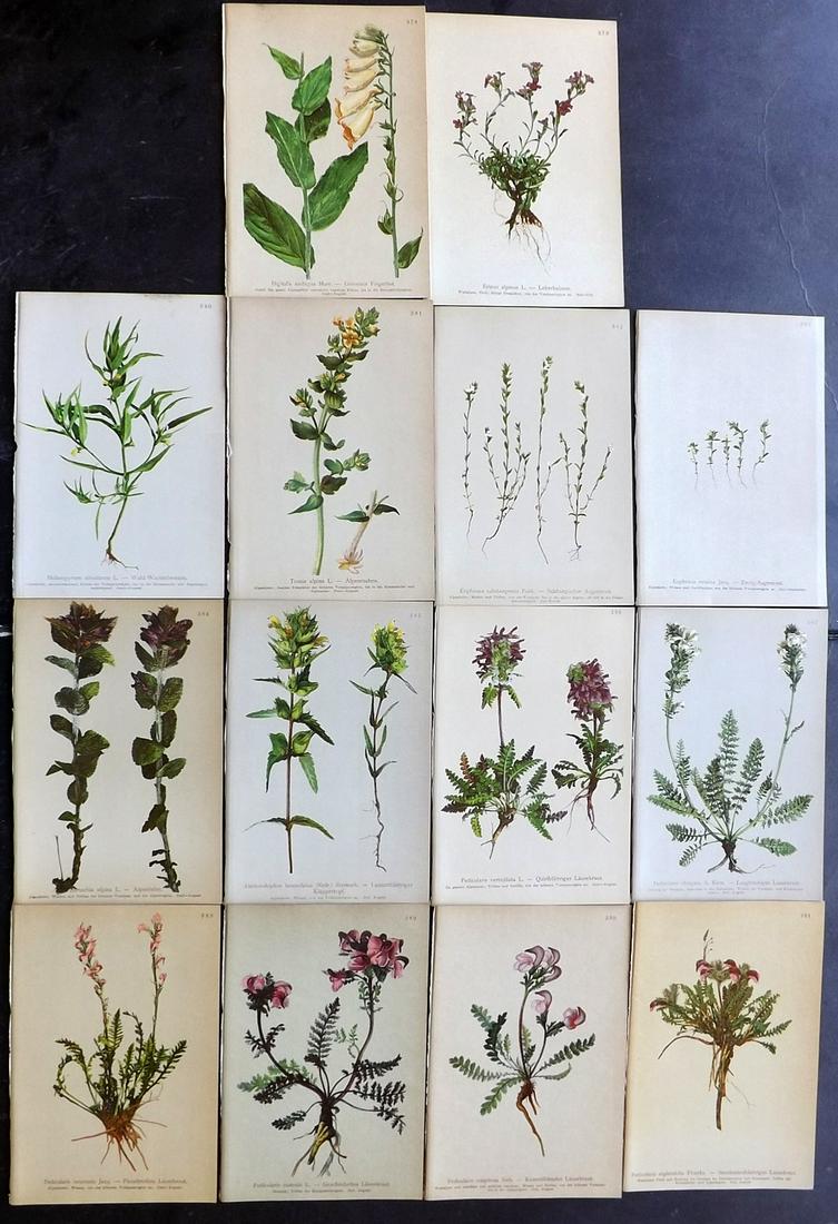 Hartinger, Anton 1897 Lot of 14 Botanical Prints: Chromolithographs Published 1897, Vienna for "Atlas der Alpenflora" by Anton Hartinger. Paper Size: 7.5 x 5 inch (19 x 13cm) Good Condition