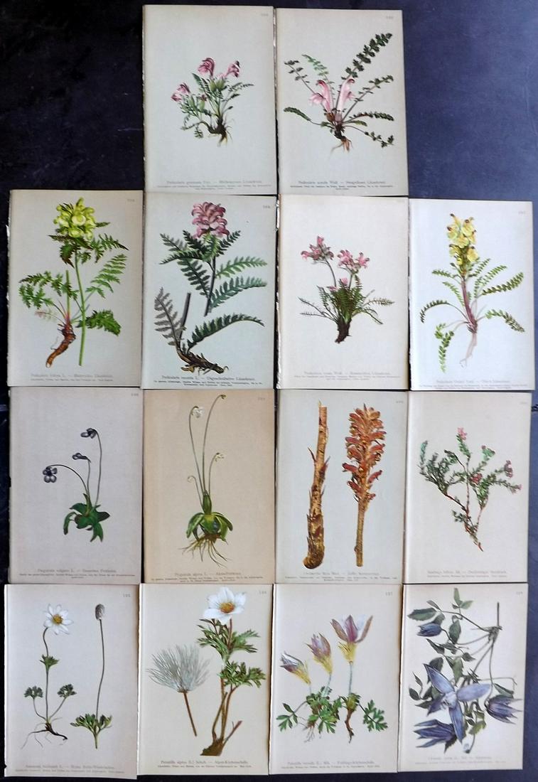 Hartinger, Anton 1897 Lot of 14 Botanical Prints (1 of 2)