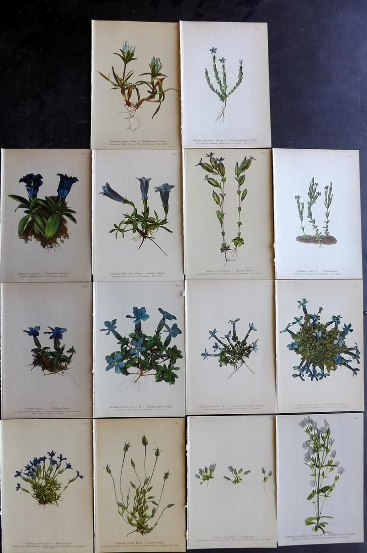 Hartinger, Anton 1897 Lot of 14 Botanical Prints: Chromolithographs Published 1897, Vienna for "Atlas der Alpenflora" by Anton Hartinger. Paper Size: 7.5 x 5 inch (19 x 13cm) Good Condition