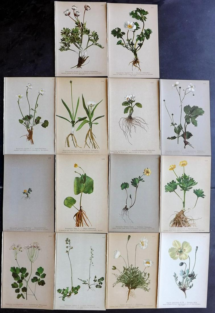 Hartinger, Anton 1897 Lot of 14 Botanical Prints: Chromolithographs Published 1897, Vienna for "Atlas der Alpenflora" by Anton Hartinger. Paper Size: 7.5 x 5 inch (19 x 13cm) Good Condition