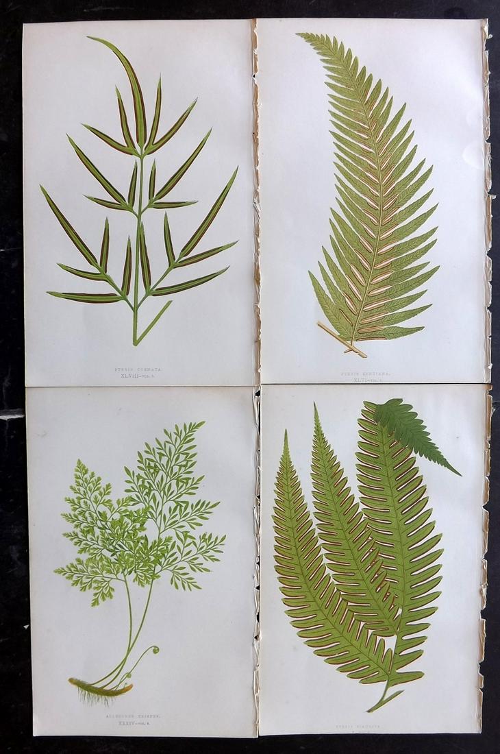 Lowe, Edward 1856 Lot of 4 Antique Fern Prints: Woodblocks Published 1856-60 by Groombridge and Sons, London for "Ferns: British and Exotic" by Edward Lowe. Illustrated by A.F. Lydon. Printed by Benjamin Fawcett. Paper Size: 10 x 6 inch (25 x 15cm)