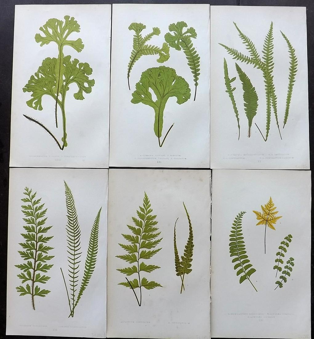 Lowe, Edward 1862 Lot of 6 Antique Fern Prints: Woodblocks Published 1862 by Groombridge and Sons, London for "A Natural History of New and Rare Ferns" by Edward Lowe. Illustrated by A.F. Lydon. Printed by Benjamin Fawcett. Paper Size: 9.5 x 6 inch