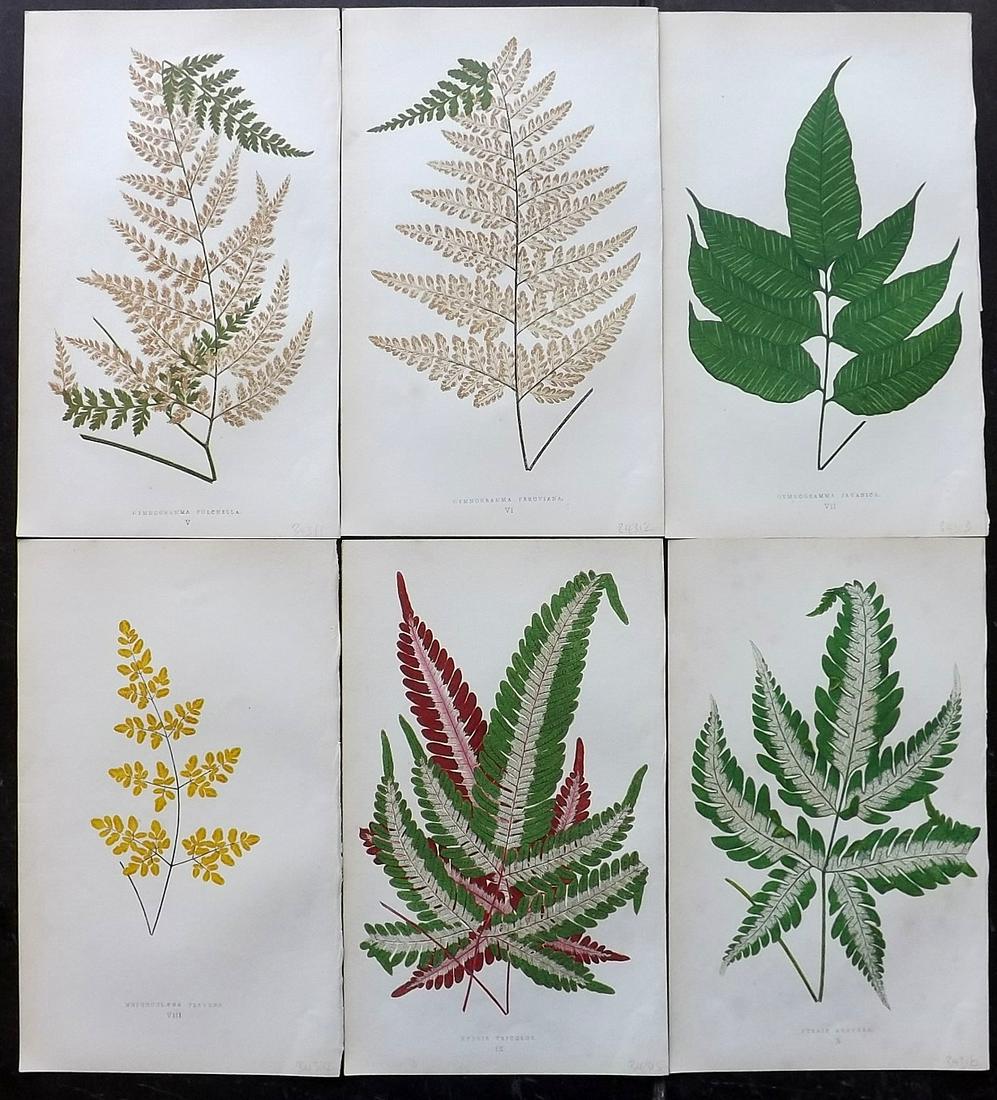 Lowe, Edward 1862 Lot of 6 Antique Fern Prints: Woodblocks Published 1862 by Groombridge and Sons, London for "A Natural History of New and Rare Ferns" by Edward Lowe. Illustrated by A.F. Lydon. Printed by Benjamin Fawcett. Paper Size: 9.5 x 6 inch