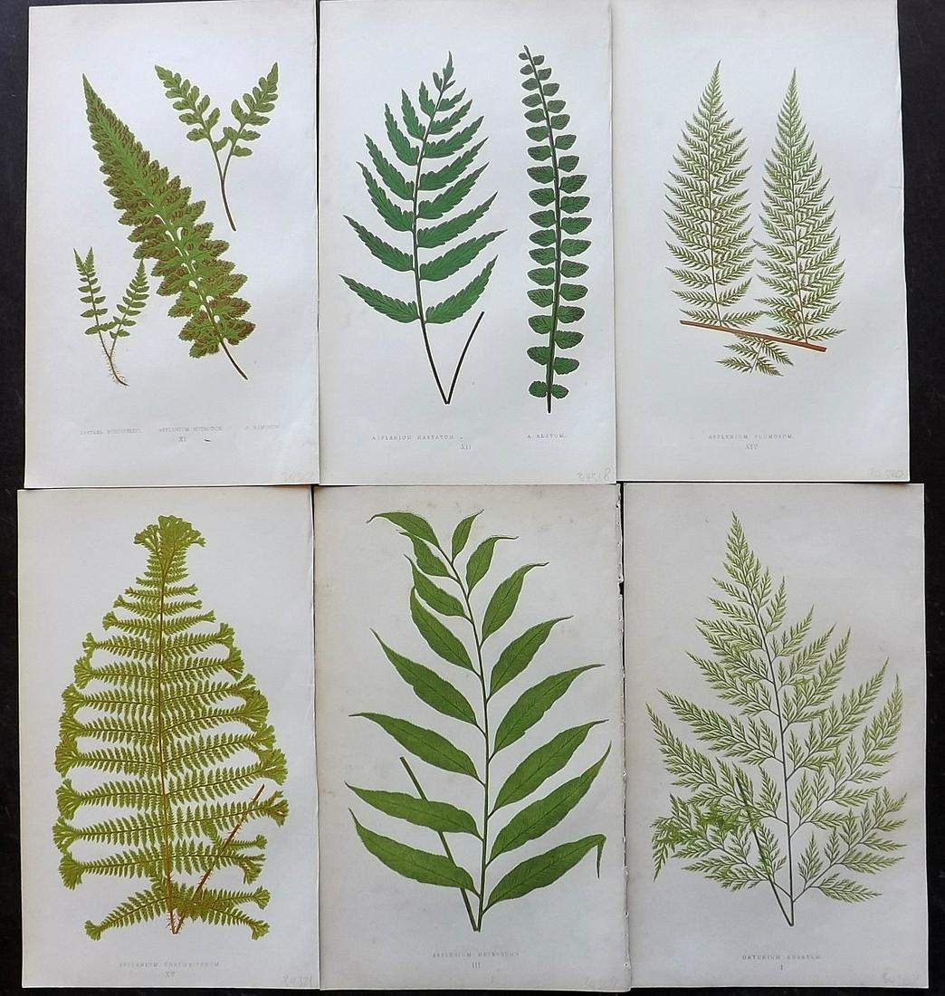 Lowe, Edward 1862 Lot of 6 Antique Fern Prints: Woodblocks Published 1862 by Groombridge and Sons, London for "A Natural History of New and Rare Ferns" by Edward Lowe. Illustrated by A.F. Lydon. Printed by Benjamin Fawcett. Paper Size: 9.5 x 6 inch