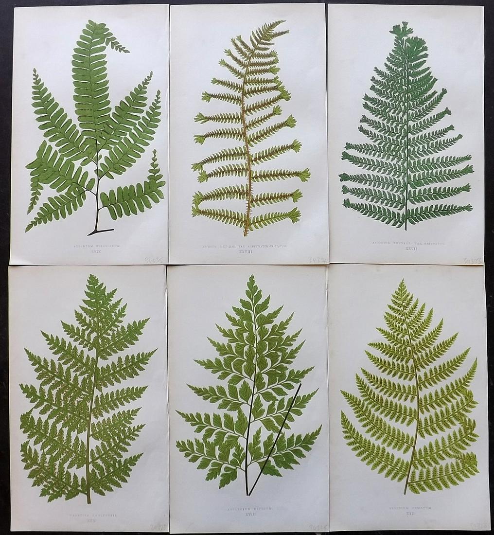 Lowe, Edward 1862 Lot of 6 Antique Fern Prints: Woodblocks Published 1862 by Groombridge and Sons, London for "A Natural History of New and Rare Ferns" by Edward Lowe. Illustrated by A.F. Lydon. Printed by Benjamin Fawcett. Paper Size: 9.5 x 6 inch