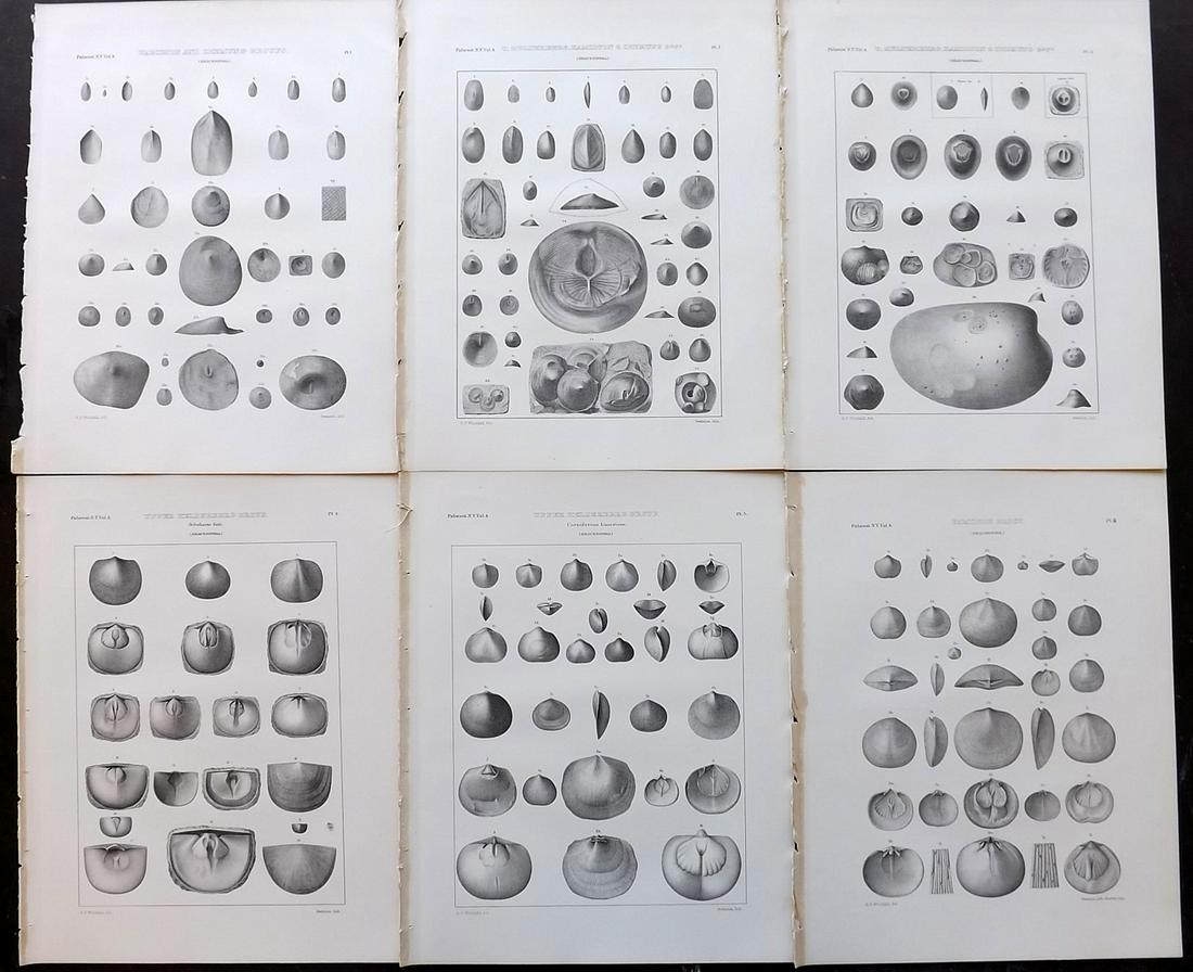 Palaeontology New-York 1867 Lot 6 Fossil Shell Prints (1 of 2)