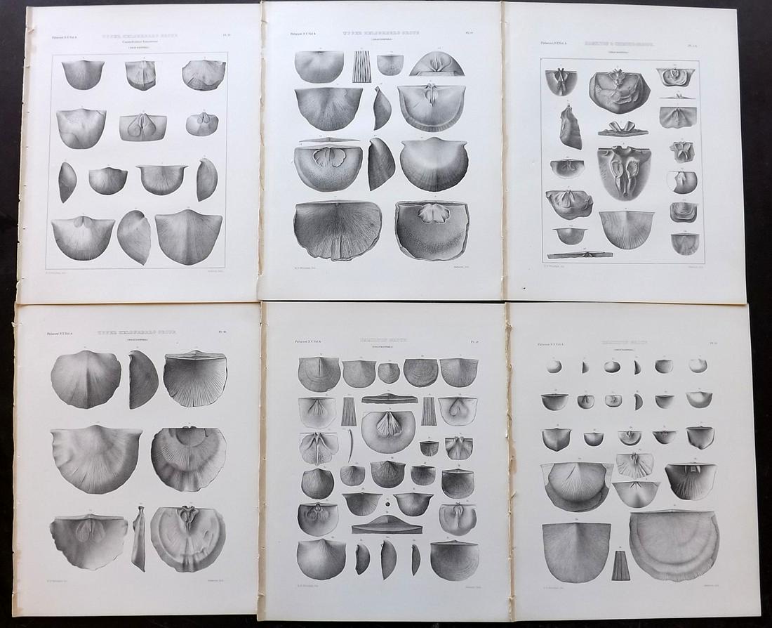 Palaeontology New-York 1867 Lot 6 Fossil Shell Prints (1 of 2)