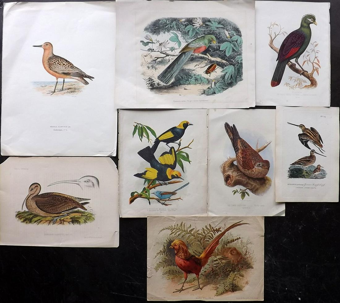 Birds C1840-1920 Mixed Lot of 8 Prints (1 of 2)
