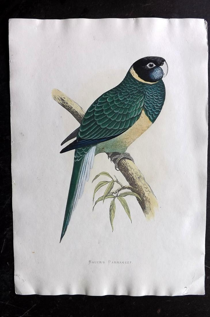 Greene Parrots in Captivity 1887 Bauer's Parrakeet (1 of 2)