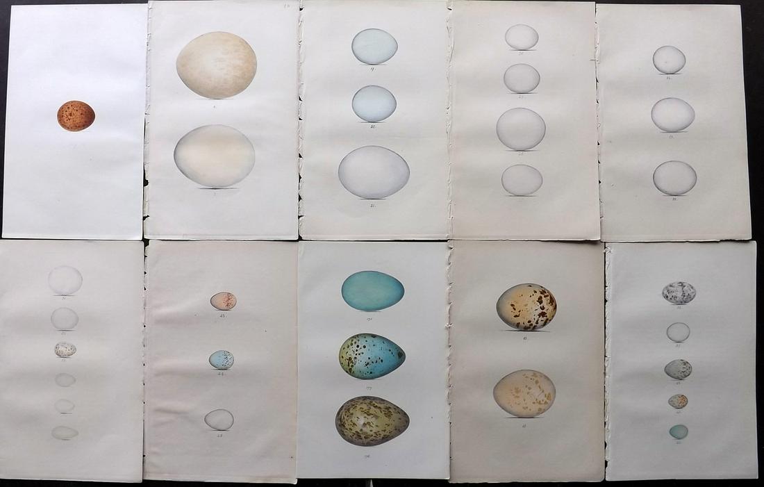 Meyer, Henry 1857 Lot of 10 Hand Col Bird Egg Prints (1 of 2)