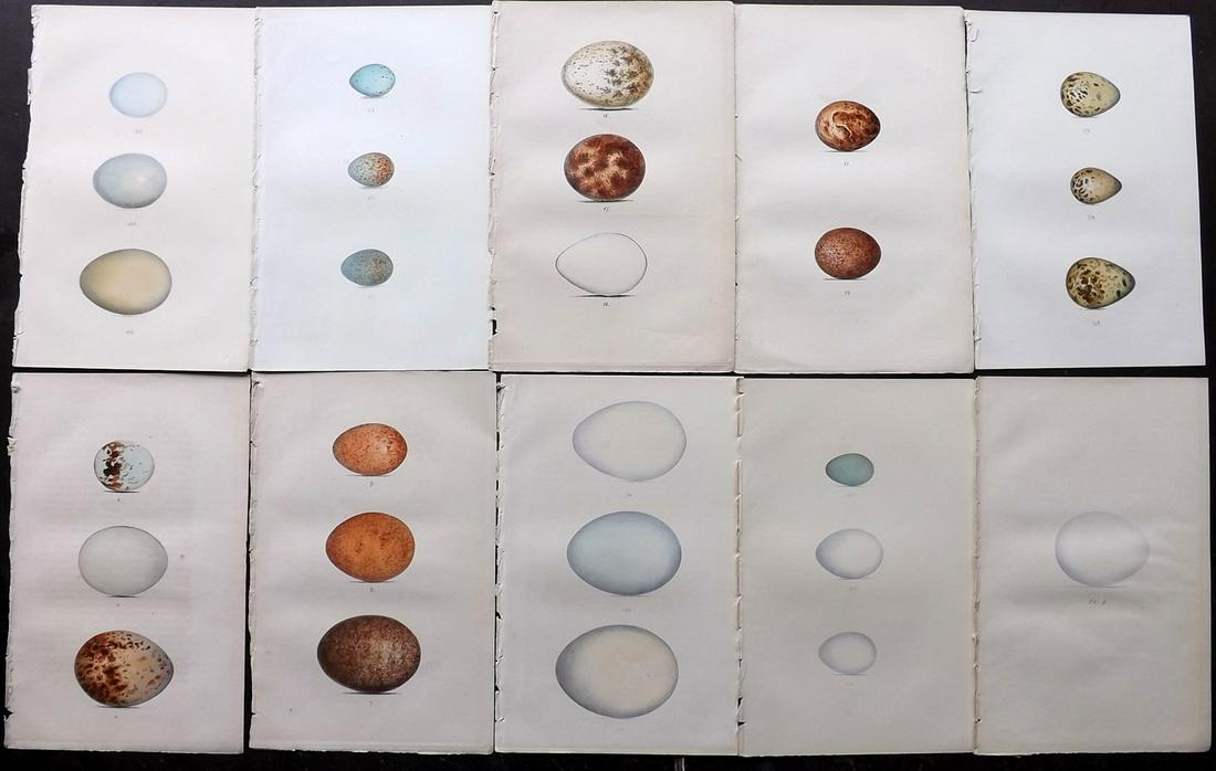 Meyer, Henry 1857 Lot of 10 Hand Col Bird Egg Prints (1 of 2)