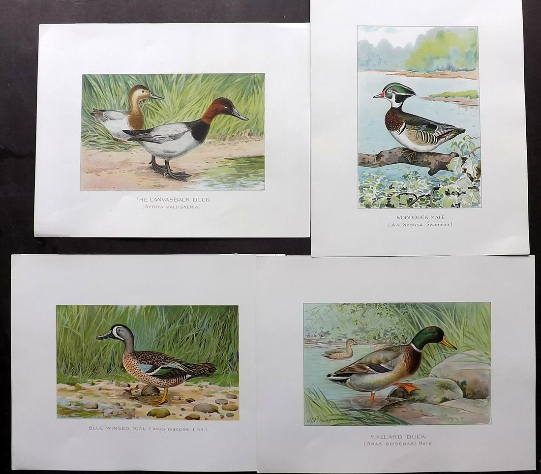 Ridgway, John 1913 Lot of 4 USA Duck Prints (1 of 2)