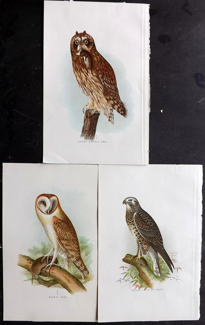 Ridgway, John C1893 Lot of 3 USA Birds Prints. Owls etc (1 of 2)